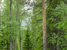 Sodankylä, Luosto Orresokka