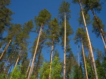 Heinävesi, Jänisvesi, Palokki