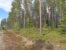 Saarijärvi, Iso-Renkanen