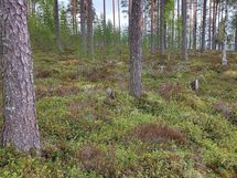 Kajaani, Laakajärvi, Metsäkukantie