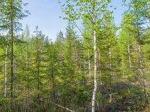 Varkaus, Miehalanjärvi, Miehalansuontie