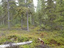 Pello, Karhumaan ranta-asemakaava