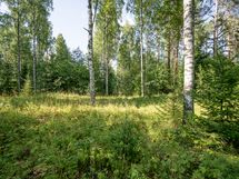 Heinävesi, Karvio, Virranniemi