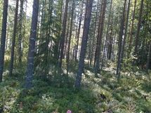 Kuhmo, Iso-Rommakkojärvi, Lautakankaantie