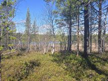 Mahdollisen mökin paikalta näkymät rantaa kohti