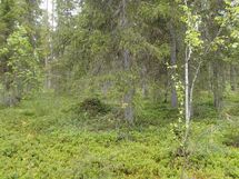 Pello, Miekojärvi, Karhumaan ranta-asemakaava