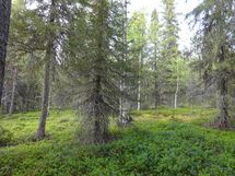 Rovaniemi-Karjalanjärvi