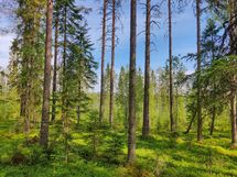 Rautavaara, Ahveninen, Puutisenlahti