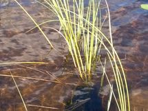 Kuhmo, Iso-Rommakkojärvi, Lautakankaantie