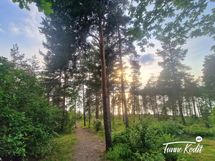 Polku Vesijärven rantaan