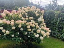 Myyjän kuva, komea Hortensia