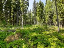 Leppävirta, Konnusvesi, Pirttikoski