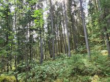 Yleiskuvia metsästä