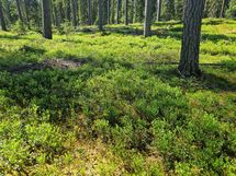 Sotkamo, Pieni-Kiimanen, Kaitainsami