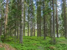 Varkaus, Miehalanjärvi, Sopalanniementie