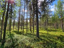 Ylämökin metsäisiä maisemia ja ympäristöä.