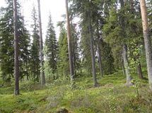 Pello, Miekojärvi, Karhumaan ranta-asemakaava