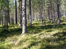 Salla, Sallatunturi, Seitakuja