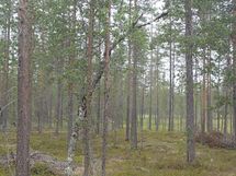 Savukoski, Pykäläinen-Kuttusoja, Kemijoki, Kuttusojantie