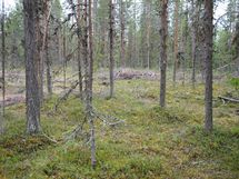 Savukoski, Pykäläinen-Kuttusoja, Kemijoki, Petolinnuntie