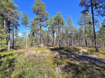 Kuiva hiekkakangasmetsä