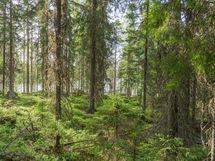 Varkaus, Miehalanjärvi, Sopalanniementie