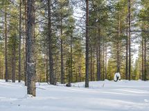 Kaunista mäntymetsäistä maastoa