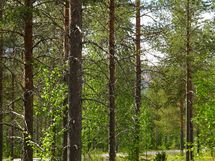 Sodankylä, Luosto Orresokka