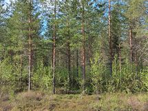 Puolanka, Pirttijärvi