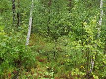 Kuhmo, Iso-Kupsunen, Hukkajärventie