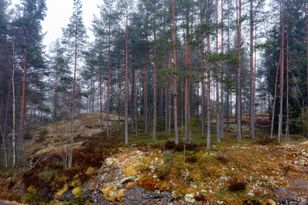Kohdekuva