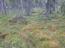 Rovaniemi-Venejärvi