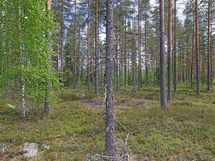 Saarijärvi, Iso-Renkanen