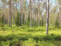 Kannus, Lehtoranta Niemeläntie