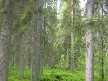 Pello, Miekojärvi, Karhumaan ranta-asemakaava