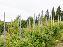 Rantasaunan tupa