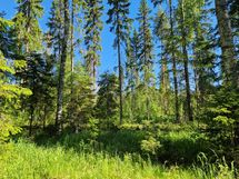 Sotkamo, Pieni-Kiimanen, Kaitainsalmi