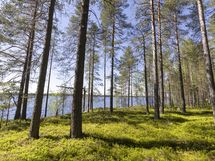 Kuhmo, Iso-Rommakkojärvi, Lautakankaantie