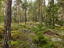 Salo, Särkisalo, Karhumäki