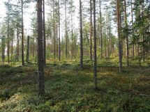 Lieksa, Hämeenjärvi, Hämeensuo