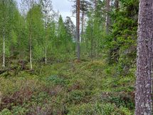 Kajaani, Laakajärvi, Metsäkukantie