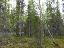 Rovaniemi-Venejärvi