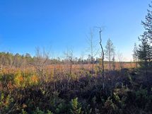 Näkymä puron suuntaan