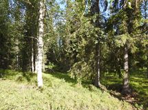 Sodankylä, Luosto