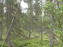 Pello, Miekojärvi, Karhumaan ranta-asemakaava