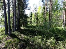 Ylöjärvi, Kuru, Iso-Mustajärvi pohjoinen