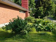 piharakennuksen takana tilaa marjapensaille