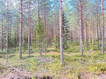 tontilla sekapuustoa