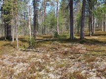 Sodankylä Kakslauttanen