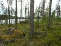 Jämsä, Iso-Liesi, Kuorevesi